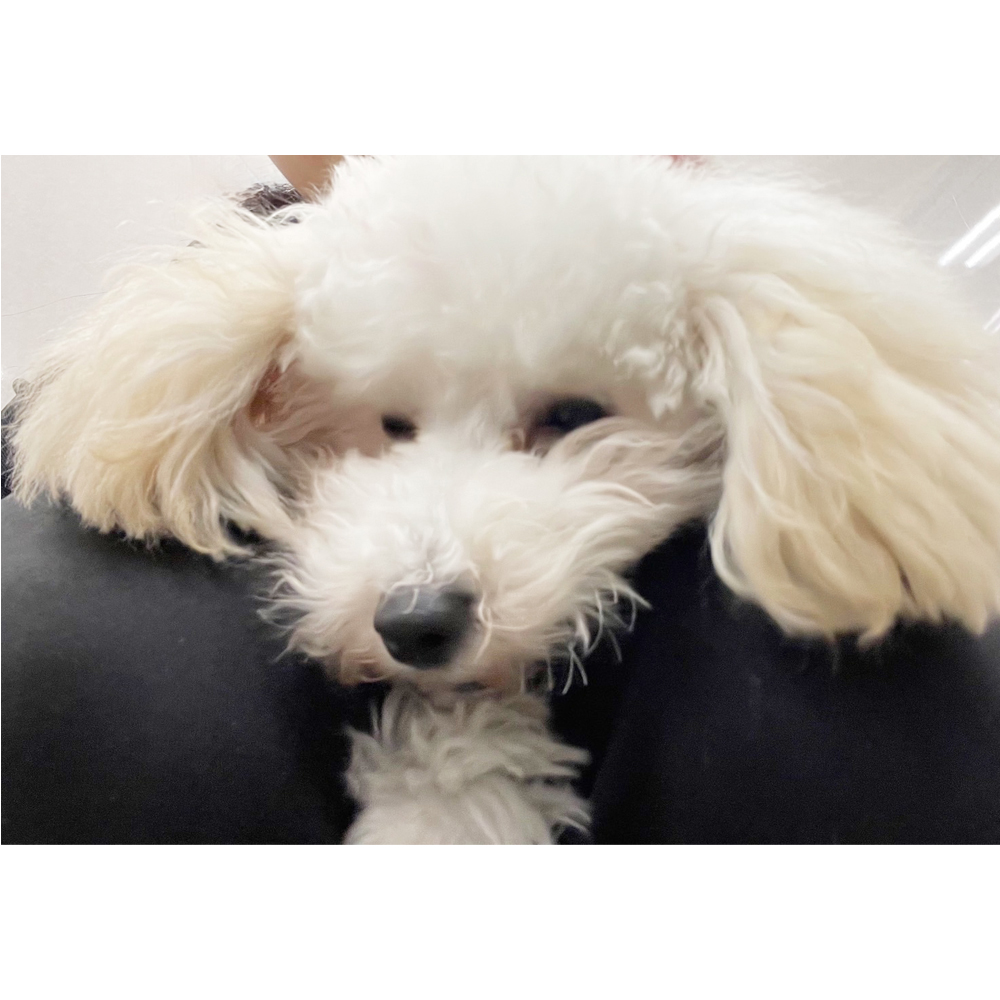 ☆生徒が撮影したモデル犬☆